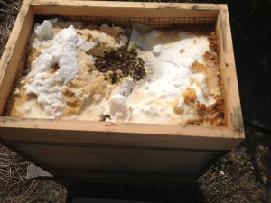 Bees doing well on March 18, 2013
