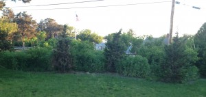 Backyard hedge line