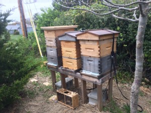 Three Hives in a Row