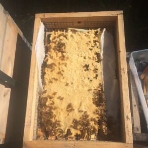Bees devouring the candy board